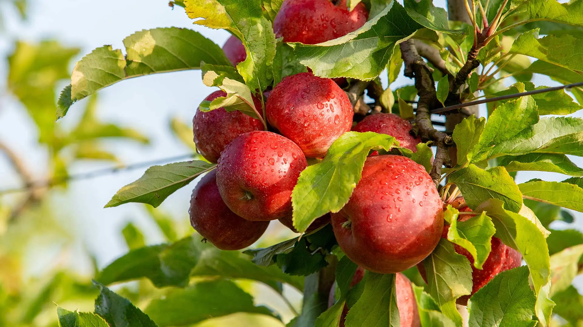 Apfel vom Bodensee - Dreher Group - Direktsaft